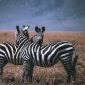 Malayalam Speaking Travelers Kenya Safari: 2026 Planning Guide