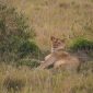 Marsabit National Park Safari Guide: Fees, Roads, Wildlife