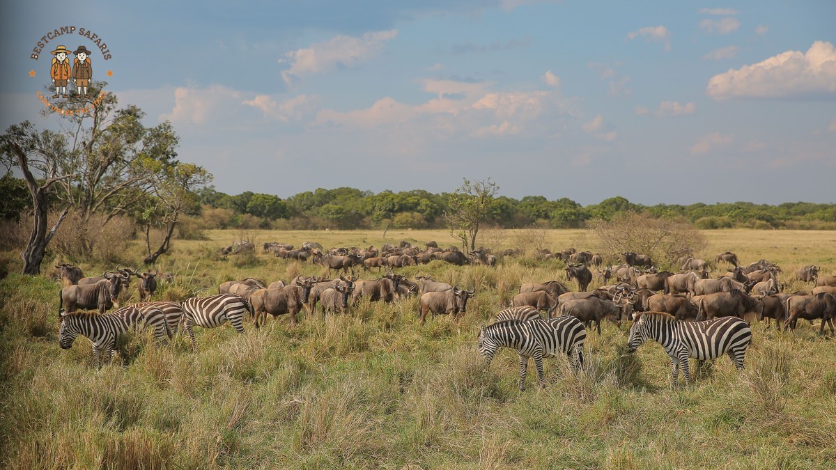 Masai Mara Is Migration Visible Offseason: Best Months -- Photo by Twilight Kenya on Pexels