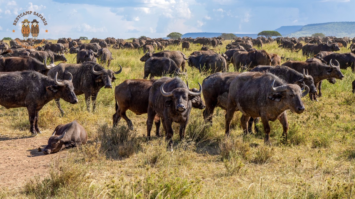 Masai Mara Is Migration Visible Offseason: Best Months - photo 2