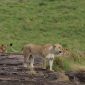 Masai Mara Vehicle Congestion Sightings Etiquette Guide