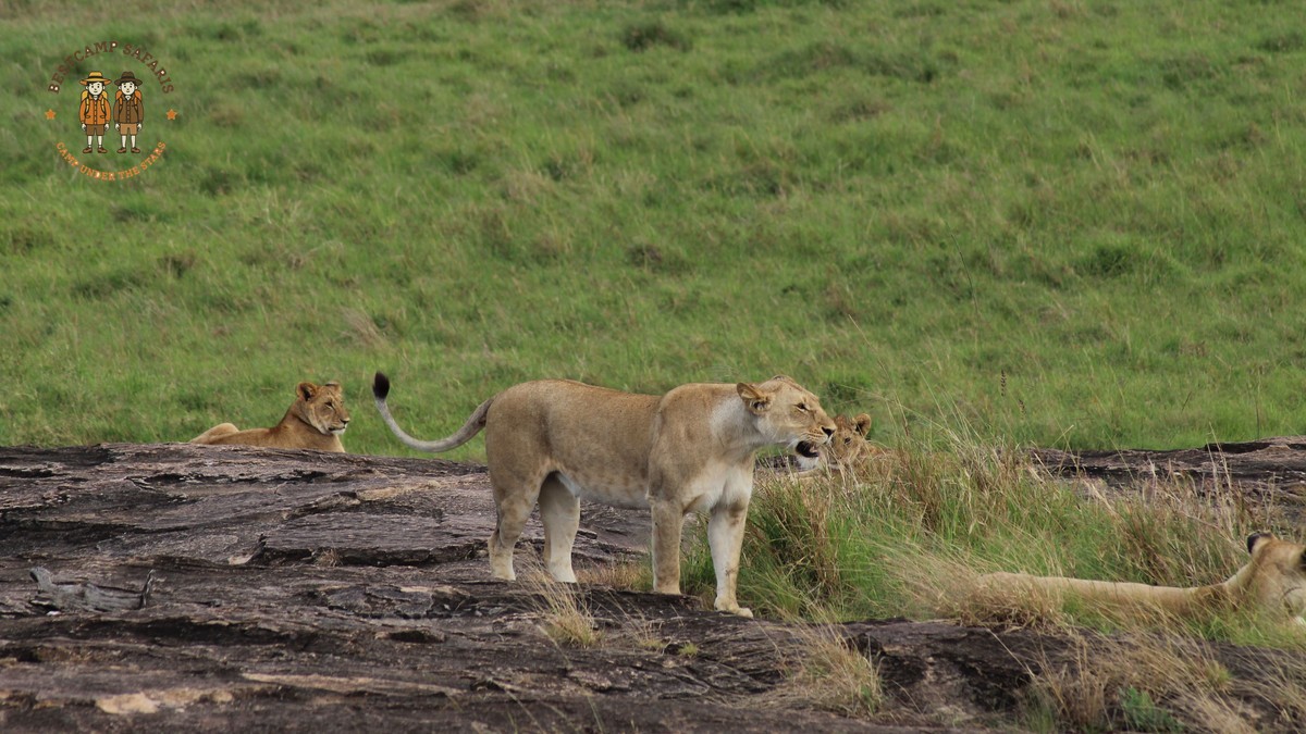 Masai Mara Vehicle Congestion Sightings Etiquette Guide