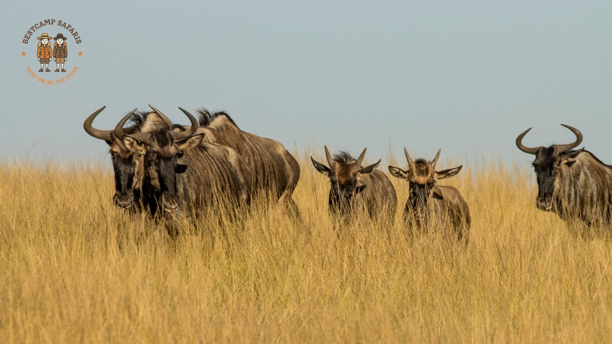 Masai Mara Vehicle Congestion Sightings Etiquette Guide - photo 1