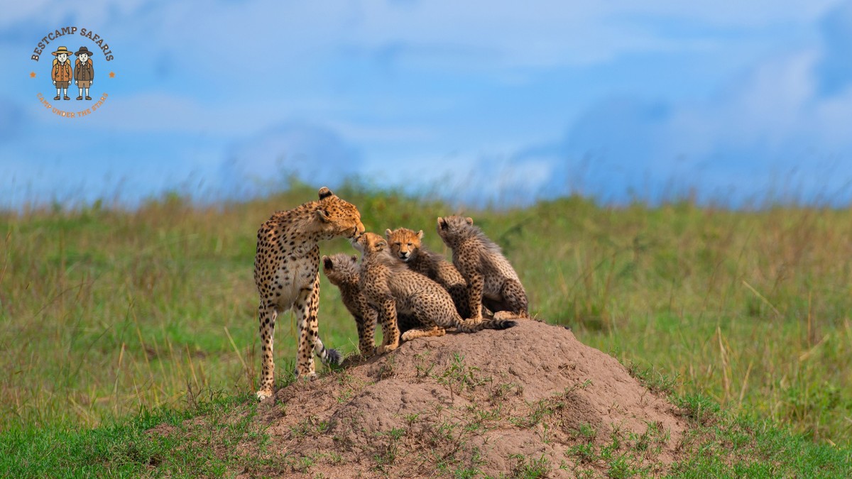 Masai Mara Vehicle Congestion Sightings Etiquette Guide - photo 2