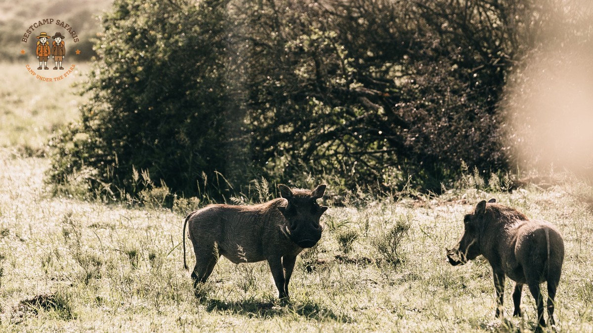 Mount Kenya Safari Combo Trek: A Repeat Visitor's Guide