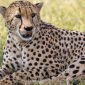 Naboisho Conservancy Safari Guide: The Mara's Big Cats