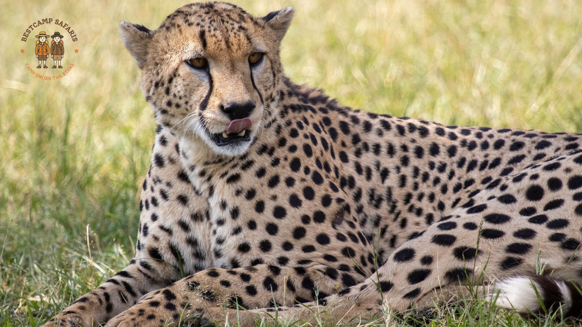 Naboisho Conservancy Safari Guide: The Mara's Big Cats