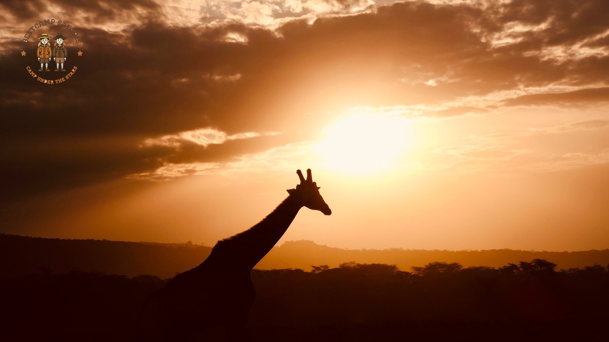 Naboisho Conservancy Safari Guide: The Mara's Big Cats - photo 1