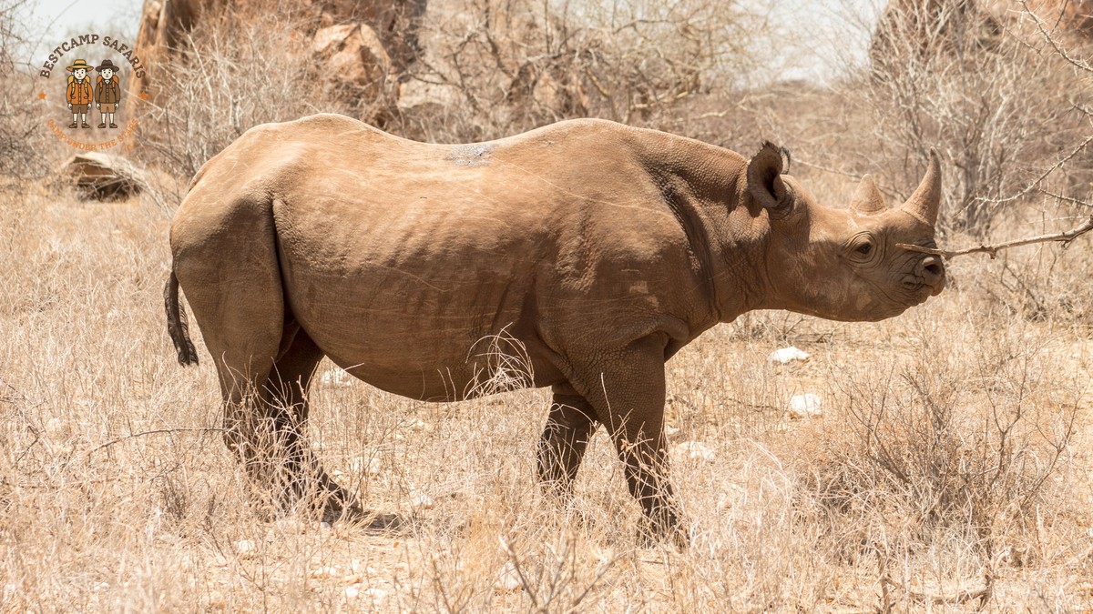 Naboisho Conservancy Safari Guide: The Mara's Big Cats - photo 2