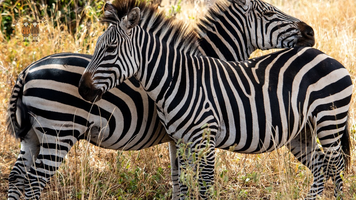 Odia Speaking Travelers Kenya Safari: 2026 Planning Guide