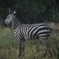Private Sundowner Safari Kenya: How to Arrange One