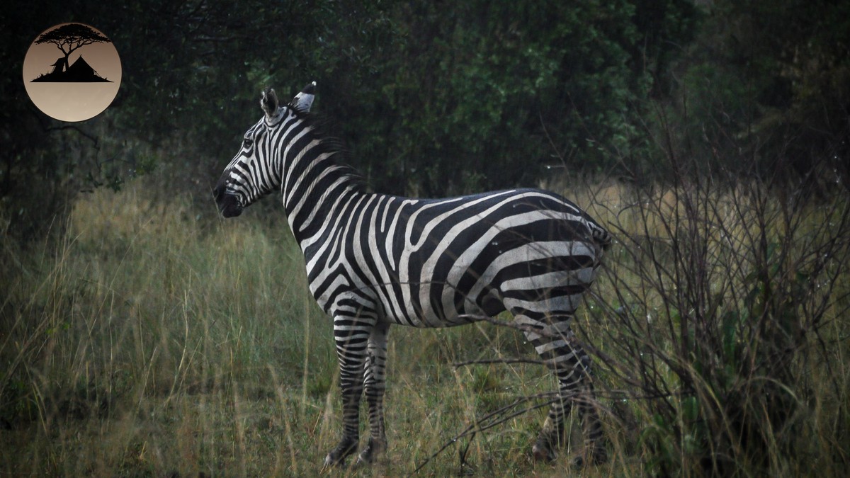 Private Sundowner Safari Kenya: How to Arrange One
