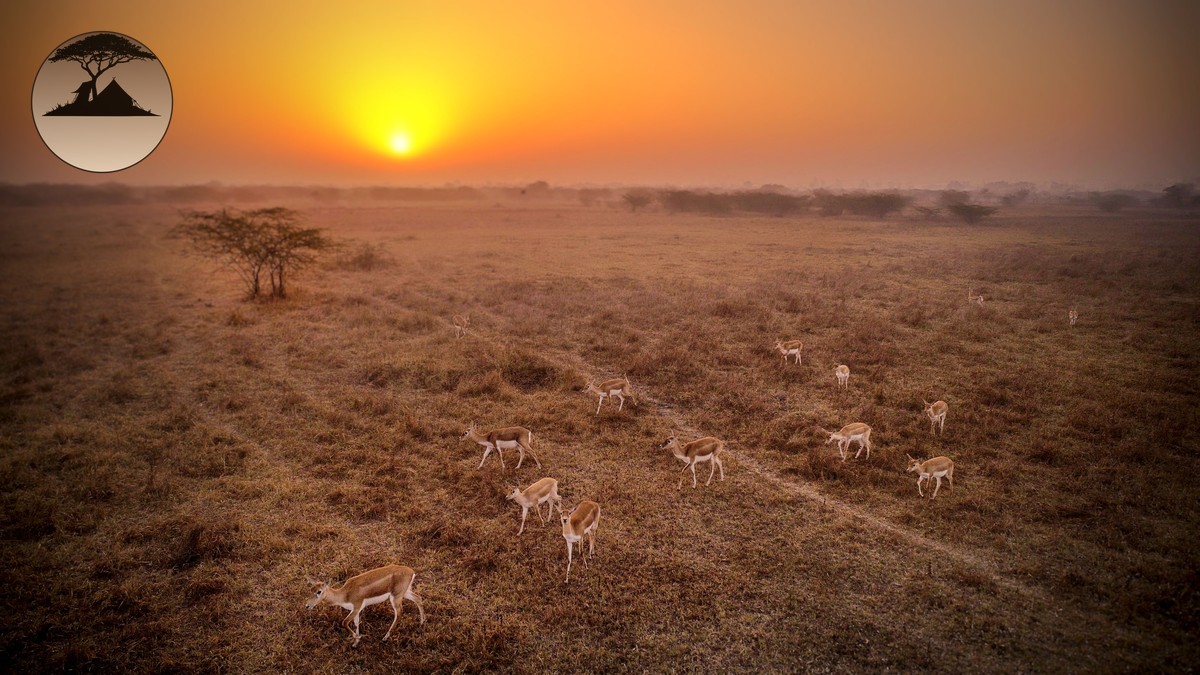 Private Sundowner Safari Kenya: How to Arrange One - photo 1