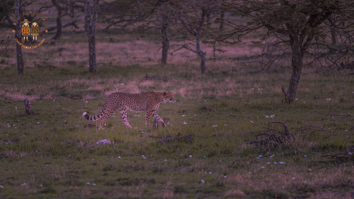 Safari Luggage Weight Limit Kenya: Packing Guide - photo 2