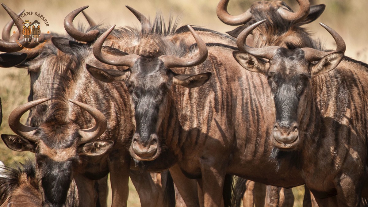 Safari Operator Vetting Questions Kenya: 10 to Ask - photo 2