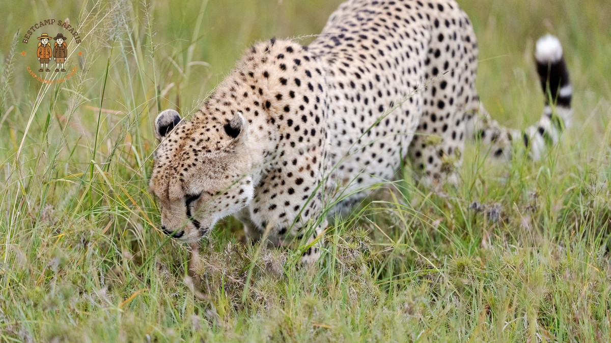 Kenya Safari Planning Timeline Checklist Months - photo 2