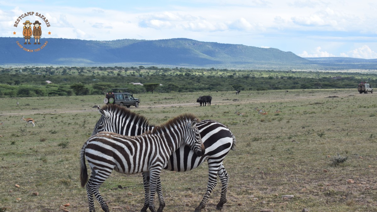 Safari Scam Red Flags Kenya: How to Spot a Fake Operator - photo 2