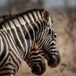 Samburu Laikipia Safari Combination: 7-Day Plan -- Photo by Francesco Ungaro on Pexels