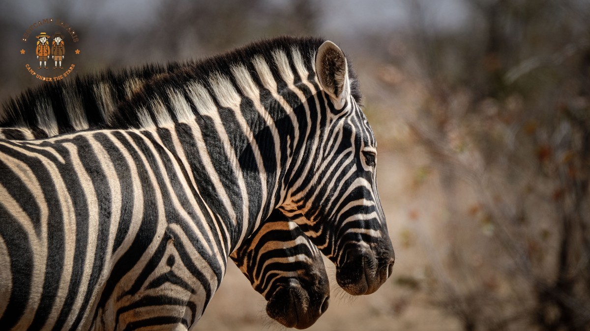 Samburu Laikipia Safari Combination: 7-Day Plan -- Photo by Francesco Ungaro on Pexels