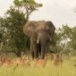 Serval and Caracal Sightings on a Kenya Safari