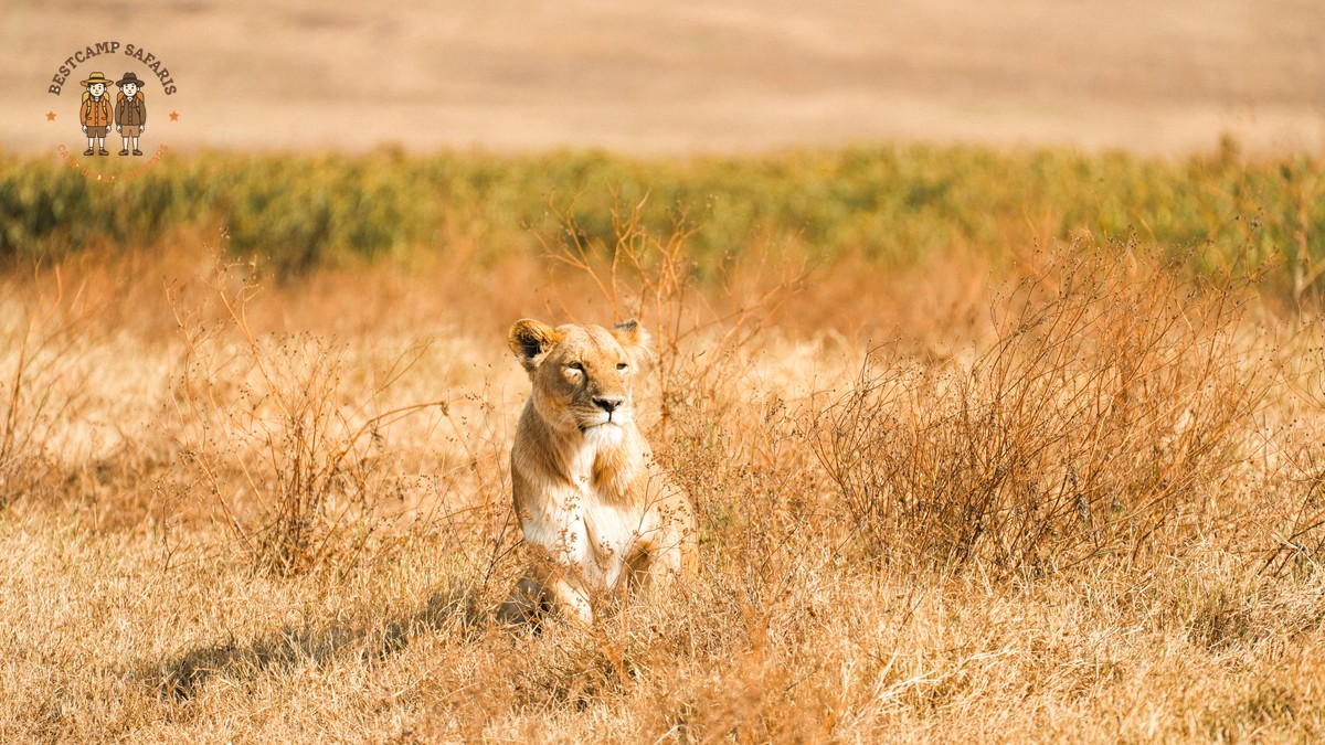 Serval and Caracal Sightings on a Kenya Safari - photo 1