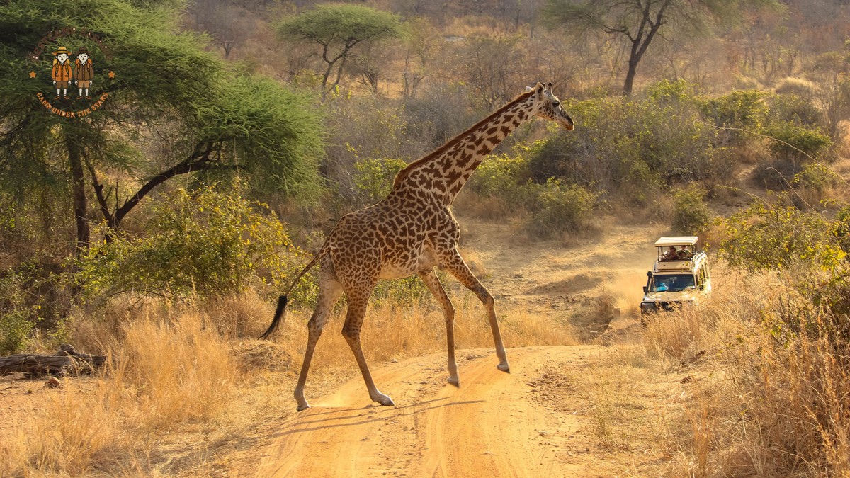 Spring Break Safari Kenya Trip: Dates, Rain & Cost - photo 2