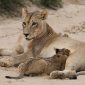 Summer School Holiday Safari Kenya: A Family Planning Guide