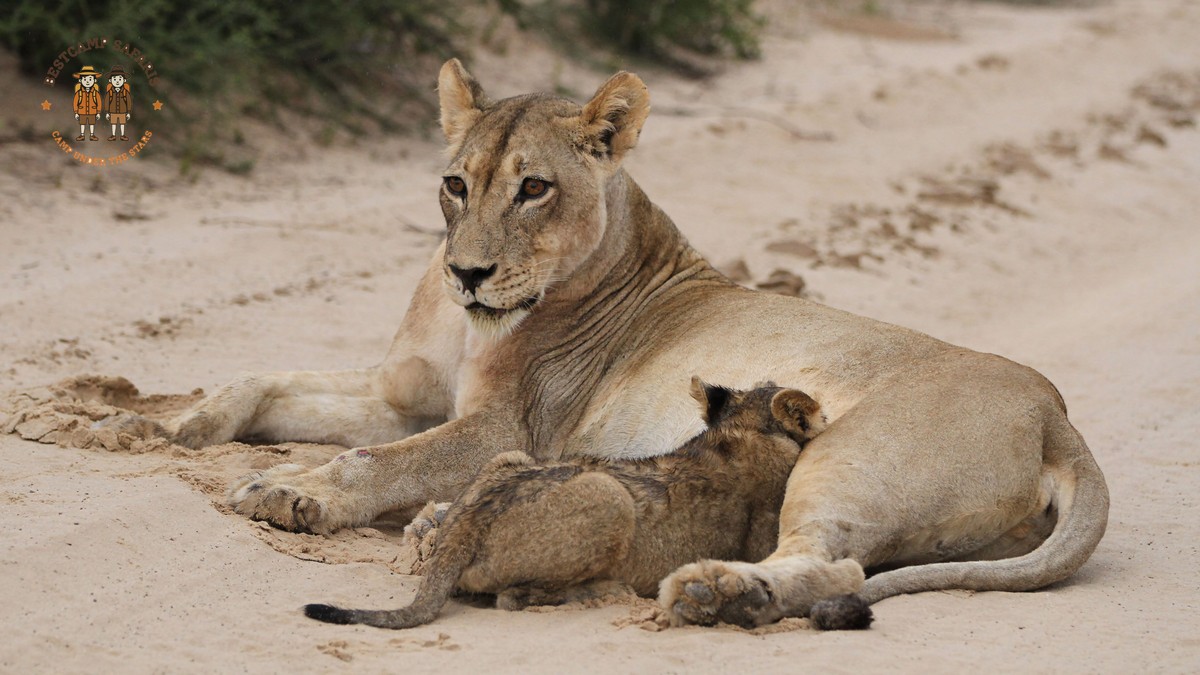Summer School Holiday Safari Kenya: A Family Planning Guide