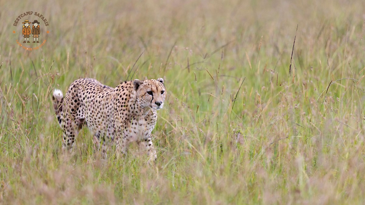 Sundanese Speaking Travelers Kenya Safari: 2026 Guide - photo 2