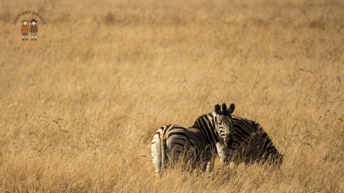 Swahili Phrases for a Safari Trip (From a Guide) - photo 1