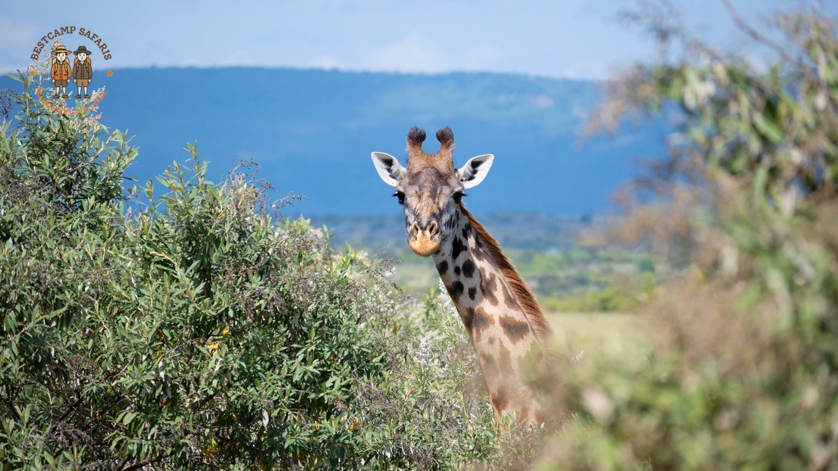 Teenage Safari Itinerary Kenya: A Real 8-Day Plan