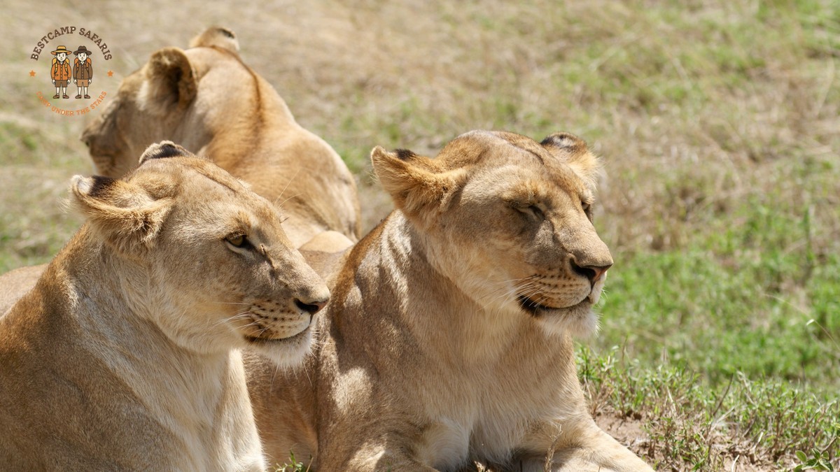 Tigre Speaking Travelers Kenya Safari: Your Complete Guide