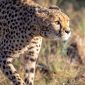 7 Tourist Scams to Avoid on a Kenya Safari