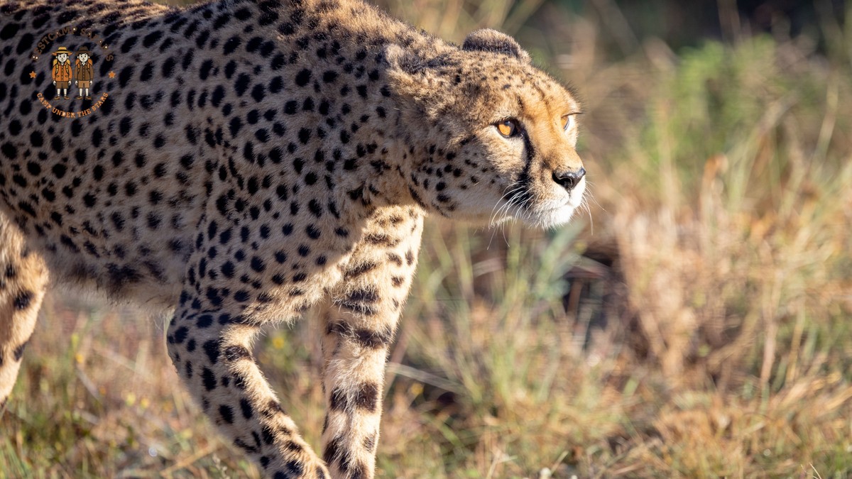 7 Tourist Scams to Avoid on a Kenya Safari