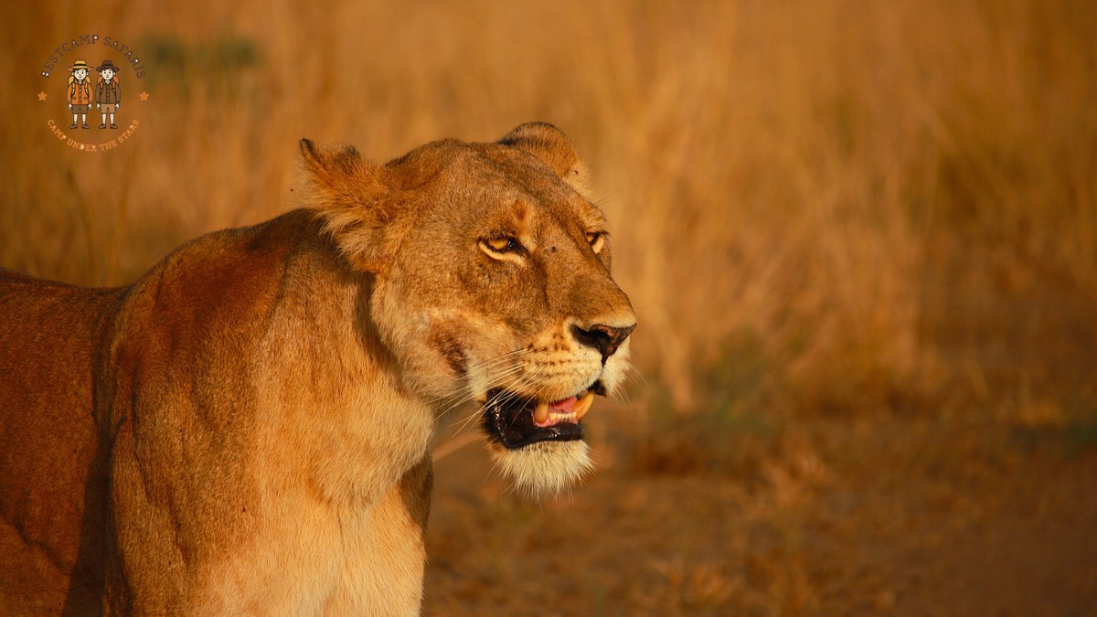 7 Tourist Scams to Avoid on a Kenya Safari - photo 1