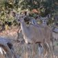 Trip Cancellation Insurance vs Refund: Safari Guide