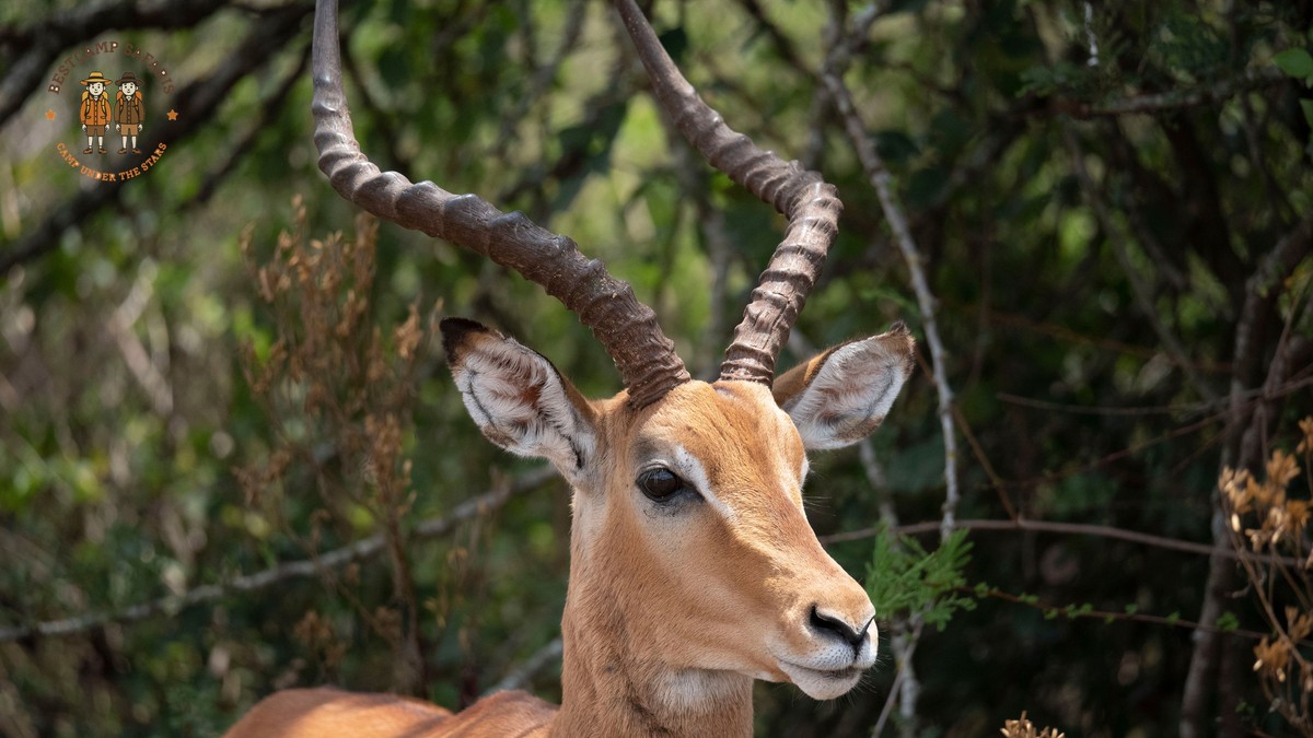 Trip Cancellation Insurance vs Refund: Safari Guide - photo 2