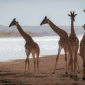 Tulu Speaking Travelers Kenya Safari: Photo Guide 2026