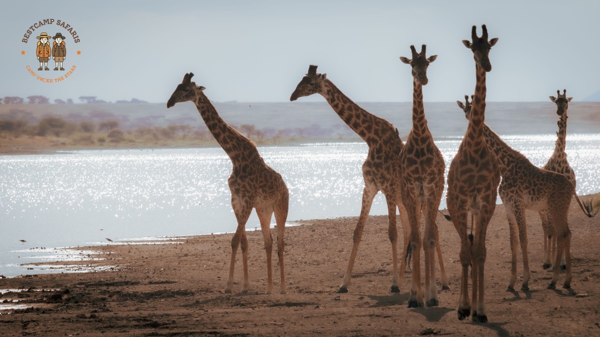 Tulu Speaking Travelers Kenya Safari: Photo Guide 2026