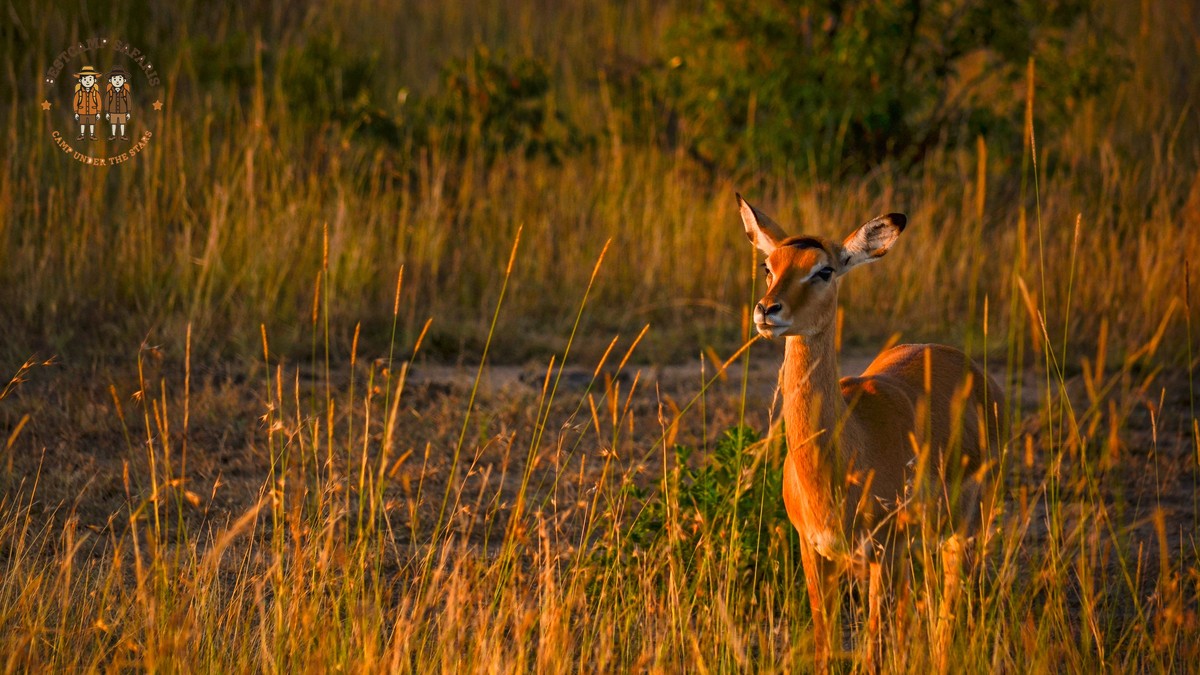 Typhoid & Hepatitis A Vaccines for Kenya Safari - photo 2