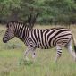 How Fit for a Kenya Walking Safari? Real Answer