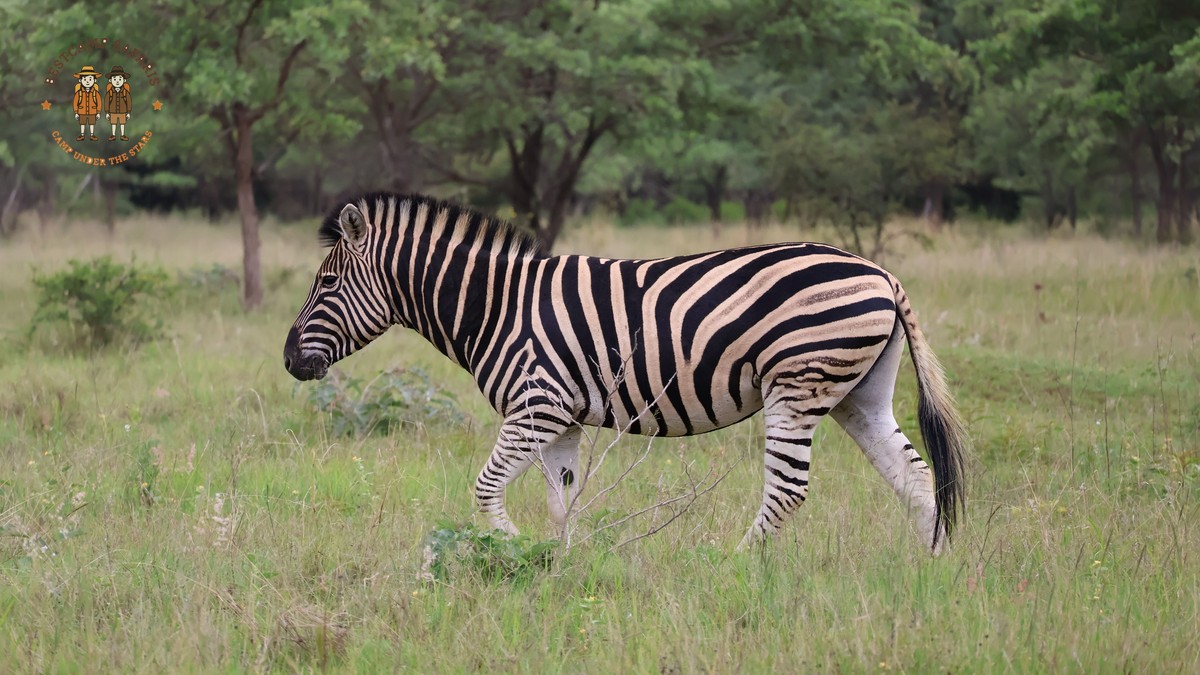 How Fit for a Kenya Walking Safari? Real Answer
