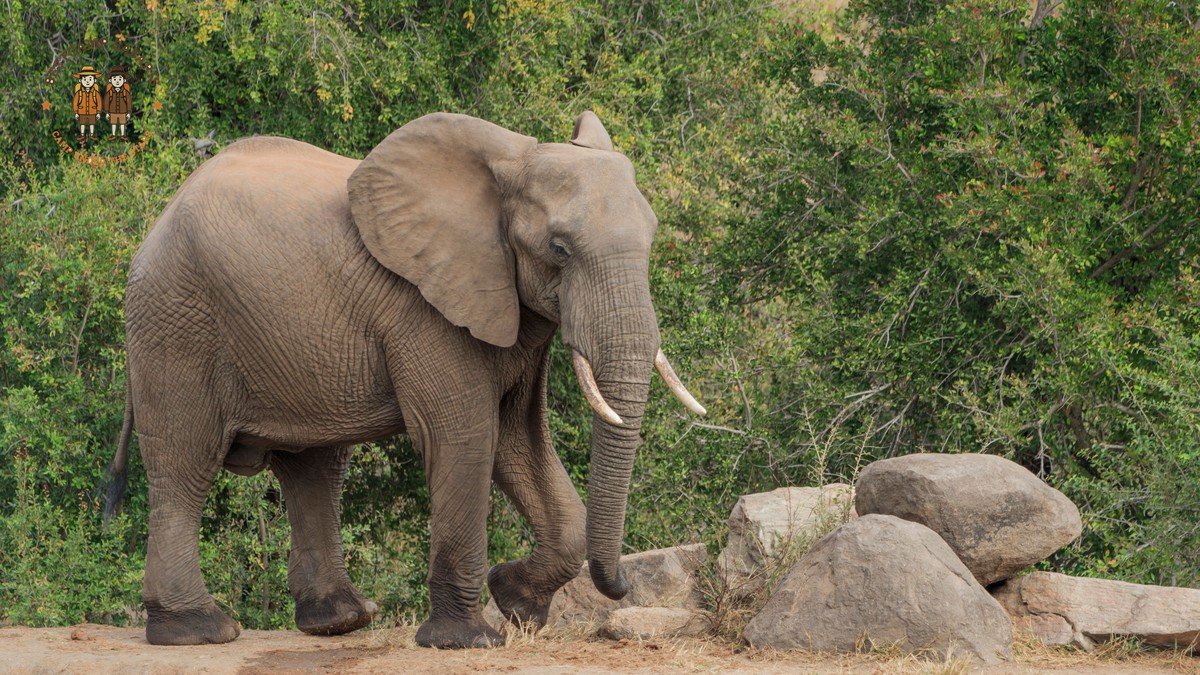 How Fit for a Kenya Walking Safari? Real Answer - photo 1