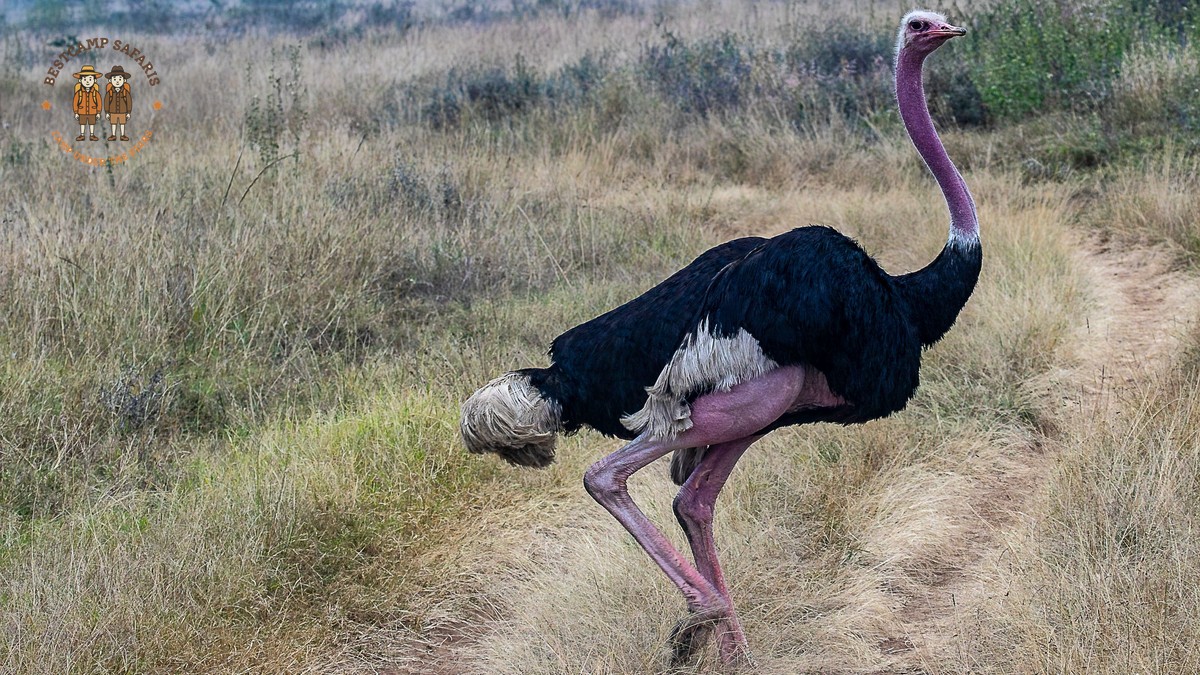 How Fit for a Kenya Walking Safari? Real Answer - photo 2