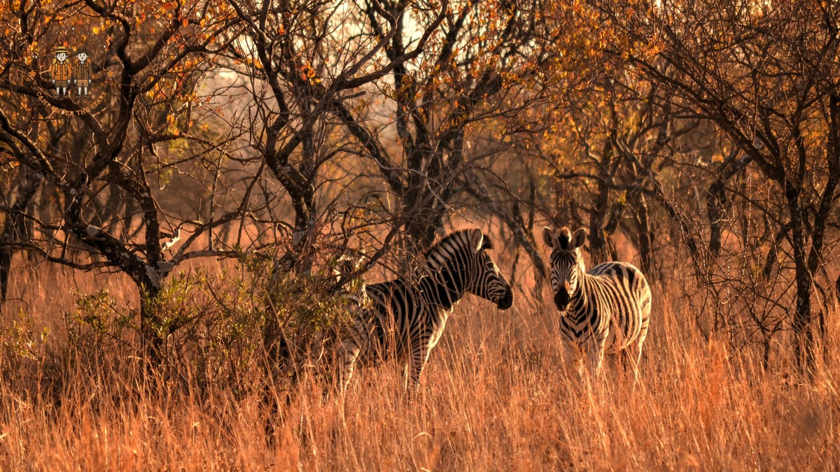 Week Before Kenya Safari Checklist: 7-Day Countdown - photo 1