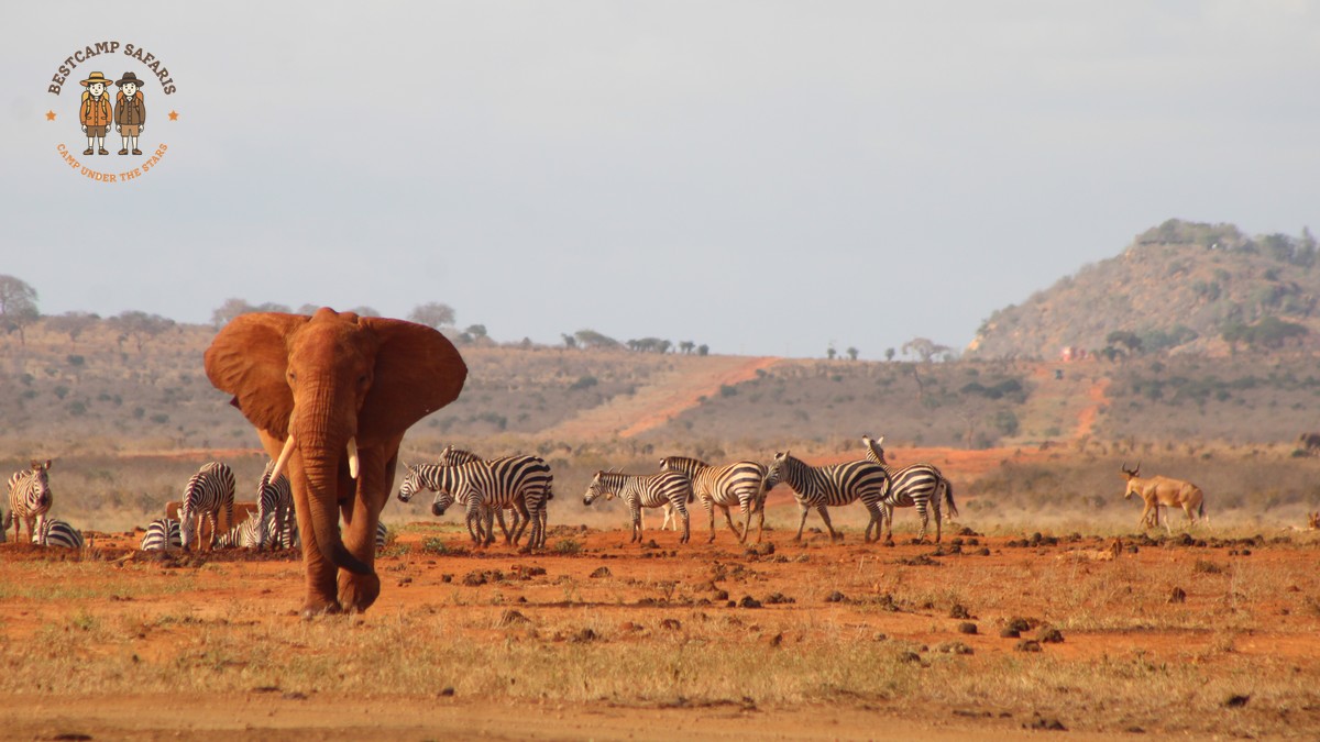 Week Before Kenya Safari Checklist: 7-Day Countdown - photo 2