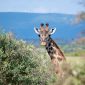 What Currency to Bring on a Kenya Safari | Cash & Tipping 2026