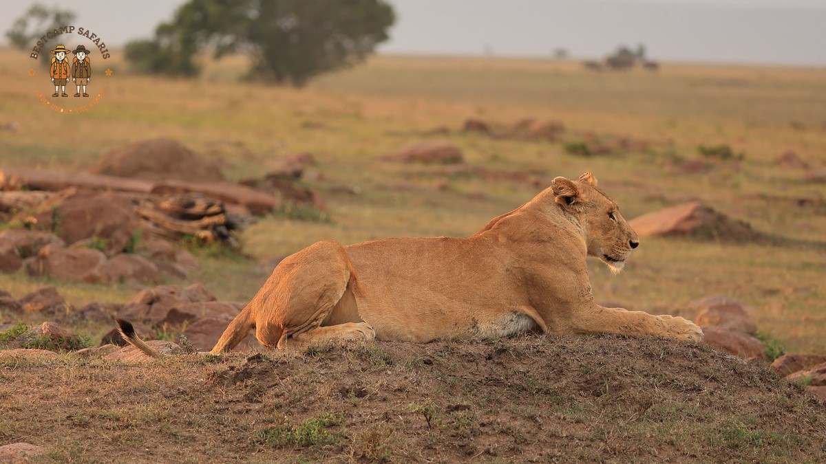 Where to Go After Masai Mara: A Repeat Visitor's Guide