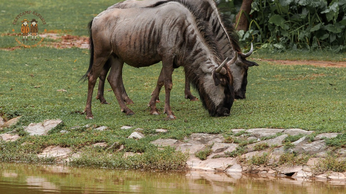Where to Go After Masai Mara: A Repeat Visitor's Guide - photo 1