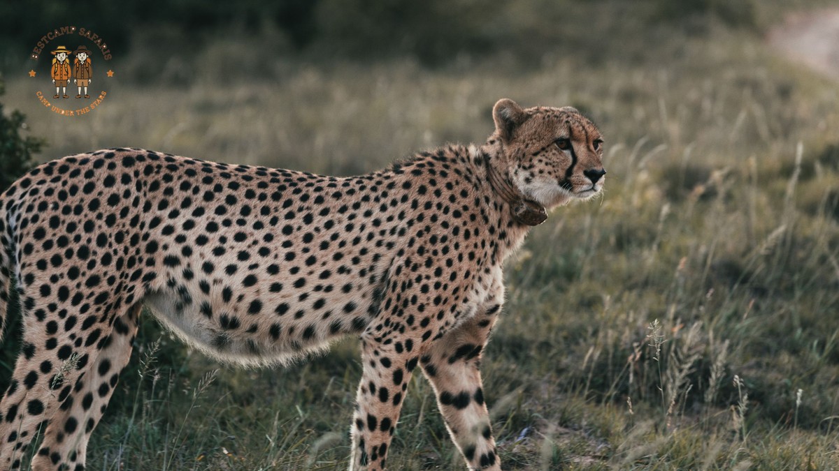 Where to Go After Masai Mara: A Repeat Visitor's Guide - photo 2
